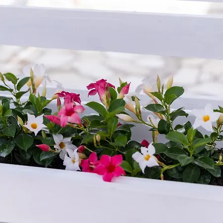 Pasitea Fronte Mare *